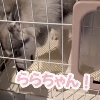 ケージの隅に顔を寄せる犬