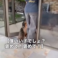 中へ入る犬