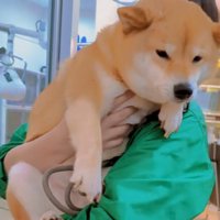 「もはやこれまで…」と諦めの表情