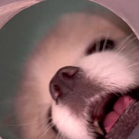 吠える小型犬