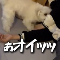 力が抜けた飼い主の手に顔を近づける犬