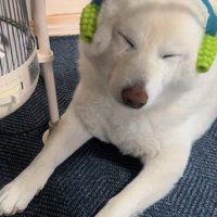 コロコロマッサージされる柴犬