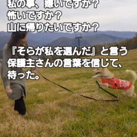 飼い主が持っているゴルフボールに向かって走る犬