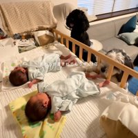 柵越しに見守る犬たち