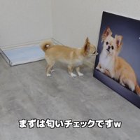 フォトパネルを飾った時のみるくちゃん5