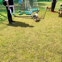 気づく犬