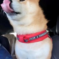 ぺろっと舌を出す犬