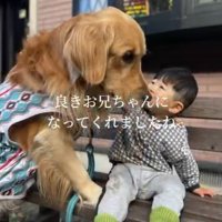 大型犬を撫でる投稿主の息子
