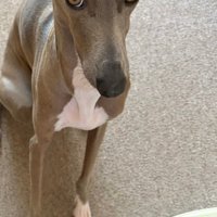 上目遣いのプットくん