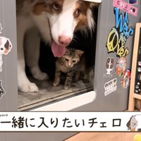 ワンコたちと子猫の再会6