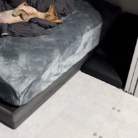 レオくん、一足先にマットレス堪能中