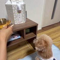 盆棚を見つめるぷく君3