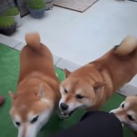 集まる犬2