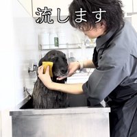スポンジで顔まわりを優しく拭かれる大型犬