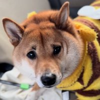 マロ眉のこてつ君