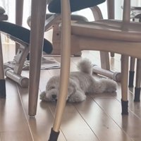 尻尾はいつも最後