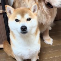 「僕ではありません！」