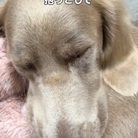 眠る犬