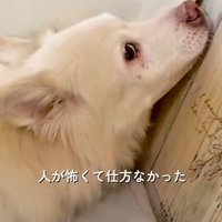 横目で投稿者を見る犬