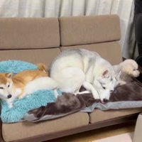 踏みつぶしながらゴロン