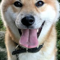 ニコニコ