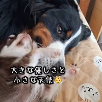 大型犬の顔に顔をくっつける小型犬