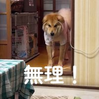 短く吠える犬