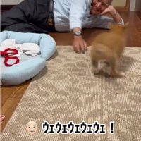 遊ぶ犬2