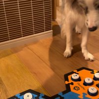 ボタンを押す男性の手を見つめる犬