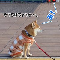 拒否柴を発動！？