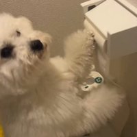 トイレットペーパーを回す犬に声をかける飼い主