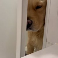 何度も扉を開けるドドくん