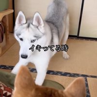前足を伸ばす犬