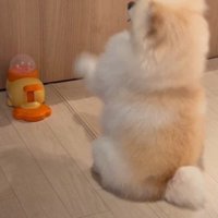 斬新すぎる使い方に爆笑♪