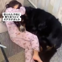 寄り添う超大型犬