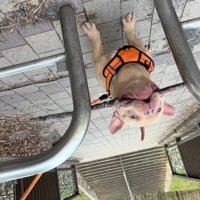 枝をくわえたまま通りたい小型犬