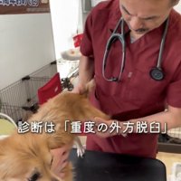 診察を受けている犬