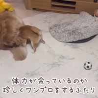 珍しくワンプロ