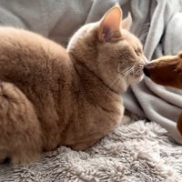 顔を近づける2匹