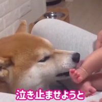 泣き止ませようとするこむぎ君