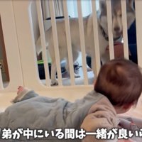 柵の外から赤ちゃんを見る犬