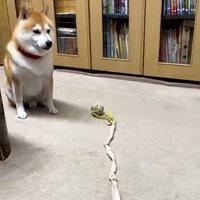 おもちゃを前にして動かない犬