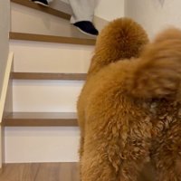 「抱っこして」としっぽをフリフリ