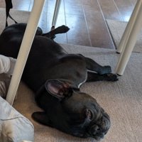 フレンチブルドッグのジーナちゃん