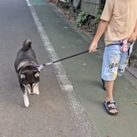ゆっくりと散歩