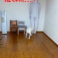 壁と同化したらコロちゃんは気づく？3