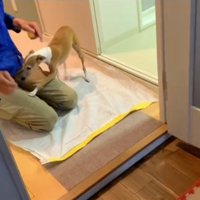 作業員さんに寄っていくことちゃん