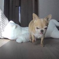 眠たそう