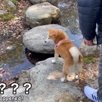 今度は小川の前で立ち止まってしまいました