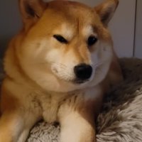 子供が苦手なわらびちゃん